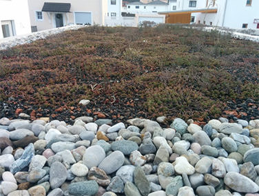 Extensive Dachbegrünung